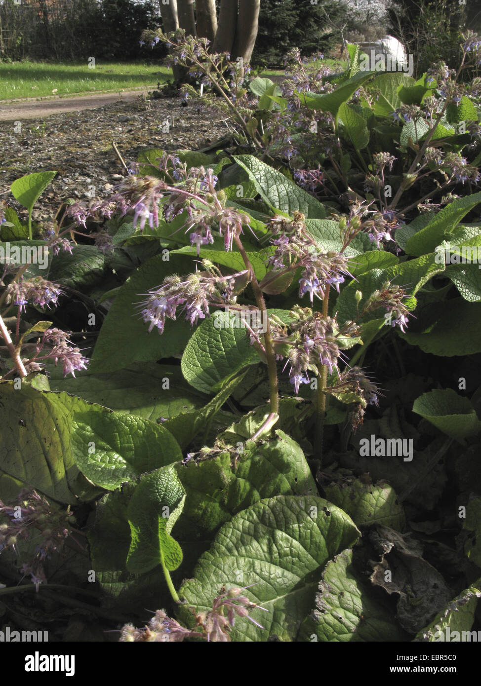 Abramo, Isacco e Jakob (Trachystemon orientalis), fioritura Foto Stock