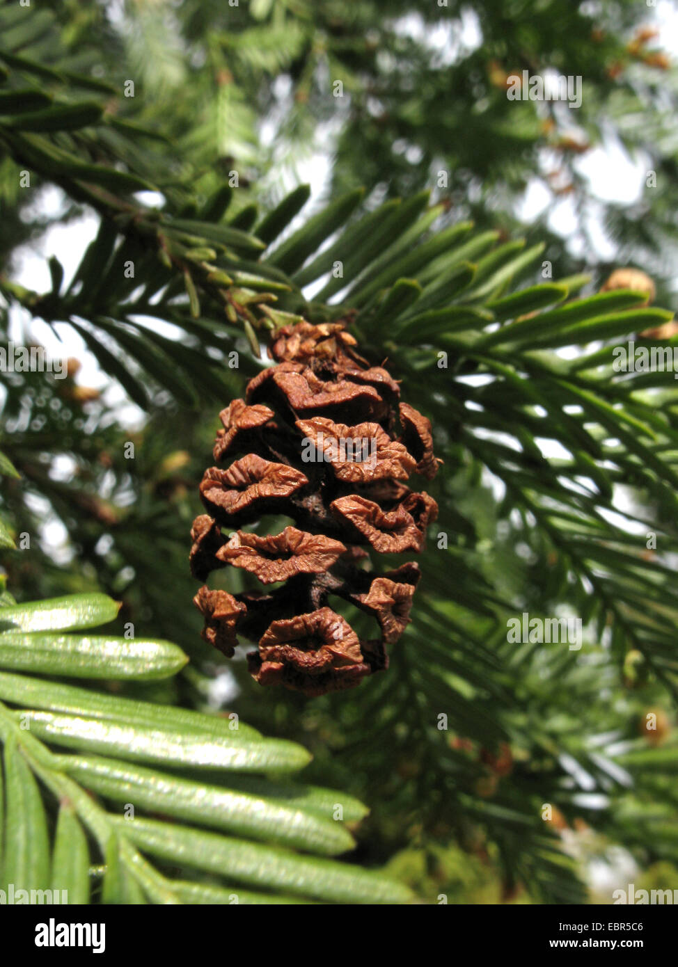 California redwood coast redwood (Sequoia sempervirens), il ramo con cono maturo Foto Stock