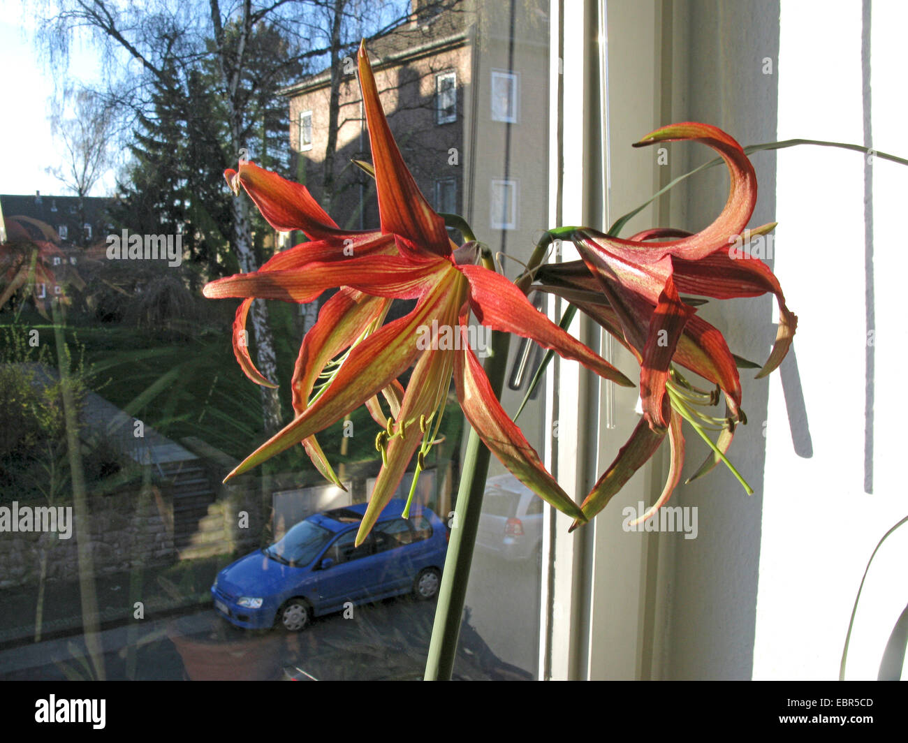 Amaryllis (Hippeastrum "Tango", Hippeastrum Tango), cultivar Tango, fioritura su un davanzale Foto Stock