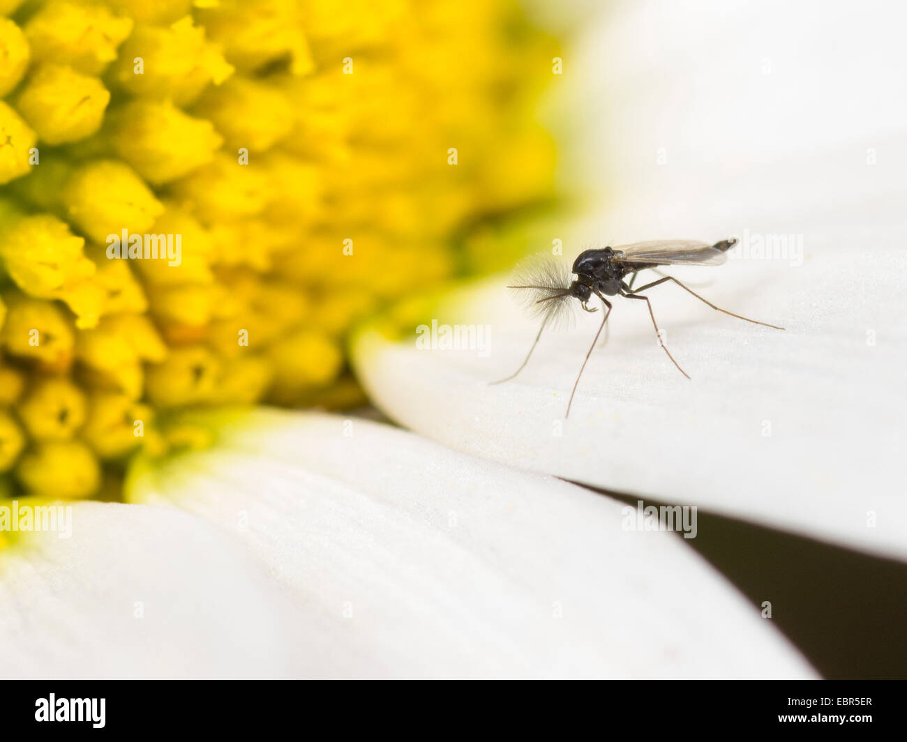 Dark-winged moscerini di fungo, moscerini root (Sciaridae), maschile seduto su una Margherita occhio di bue fiore (Leucanthemum vulgare), Germania Foto Stock