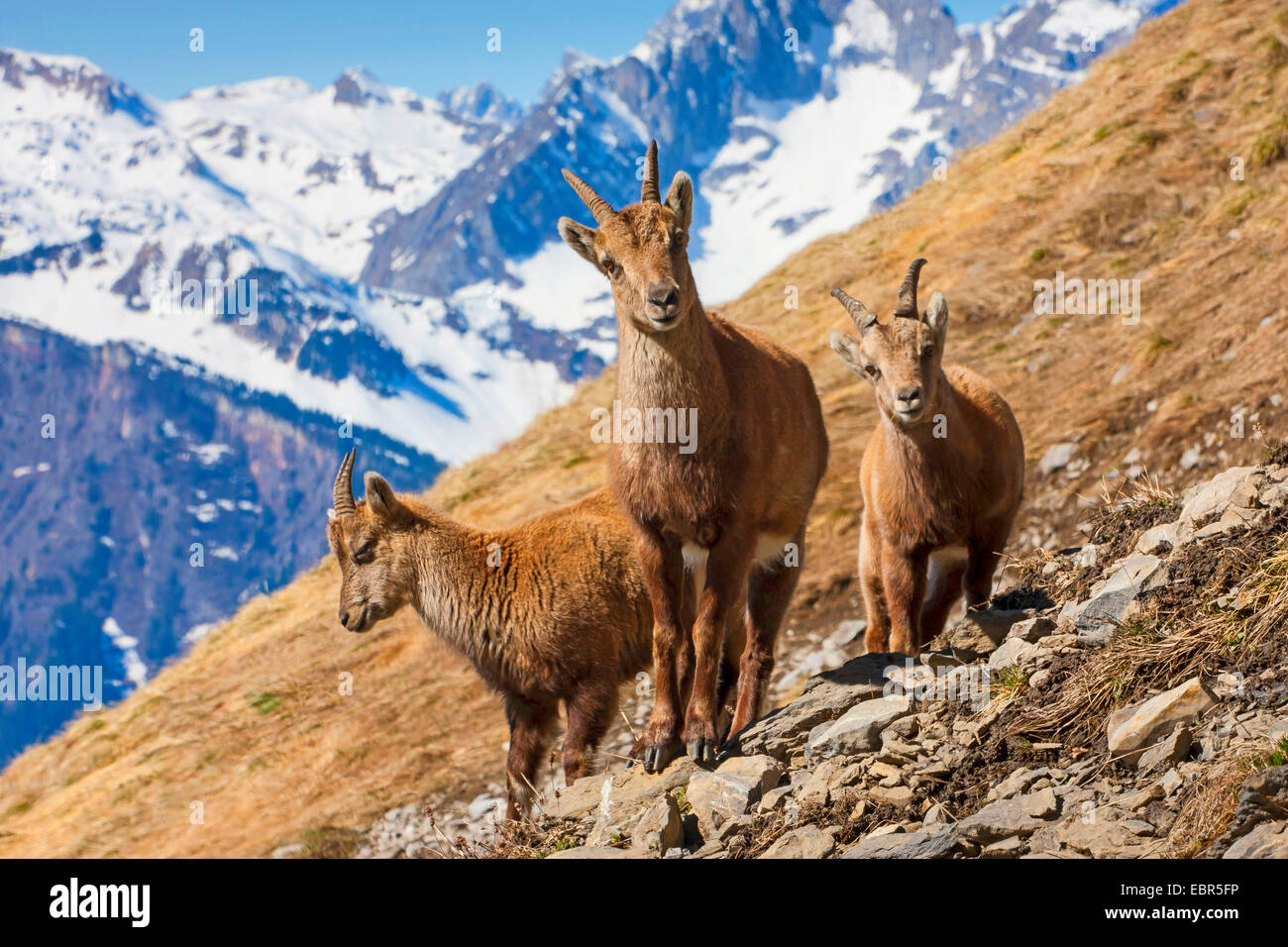 Stambecco delle Alpi (Capra ibex, Capra ibex ibex), tre stambecchi in piedi nella zona cliffy davanti ad un paesaggio di montagna, Svizzera, Toggenburgo, Churfirsten Foto Stock