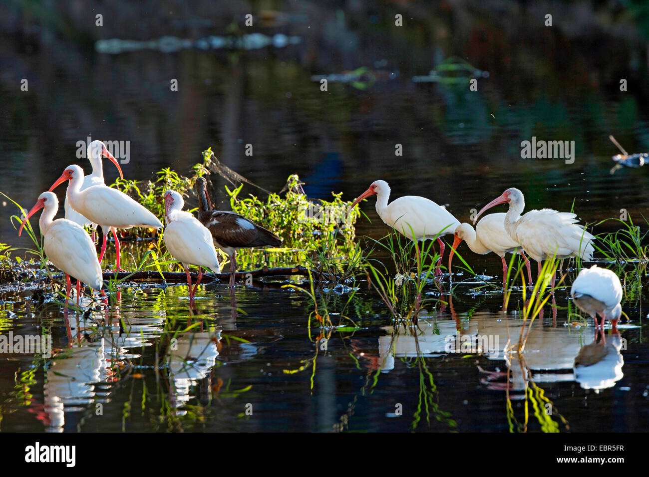 Bianco (ibis Eudocimus albus), la ricerca di cibo in acque poco profonde, Costa Rica, Jaco Foto Stock