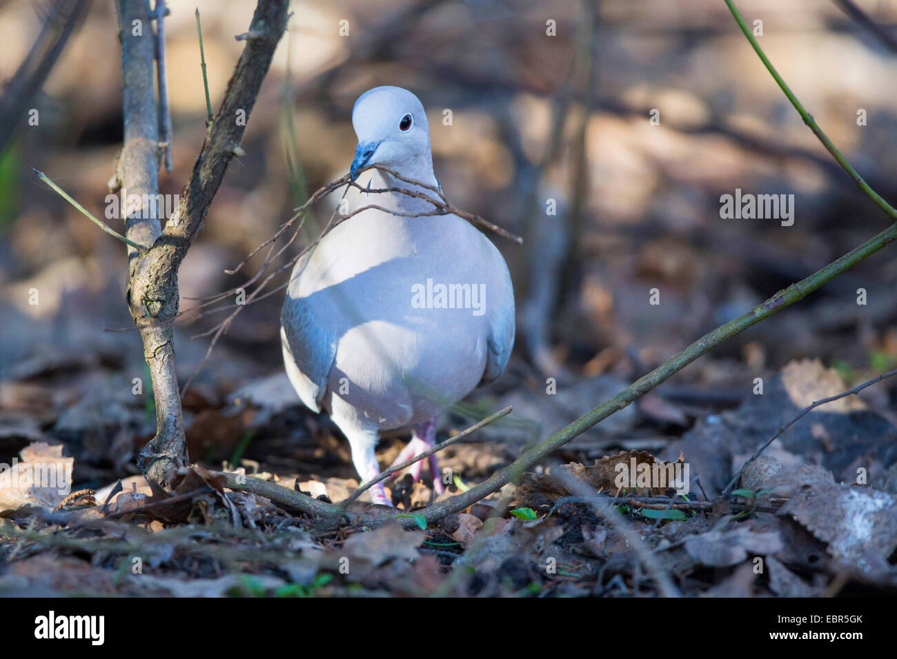 Colomba a collare (Streptopelia decaocto), la raccolta di ramoscelli per la costruzione di un nido sul terreno, in Germania, in Baviera, Isental Foto Stock