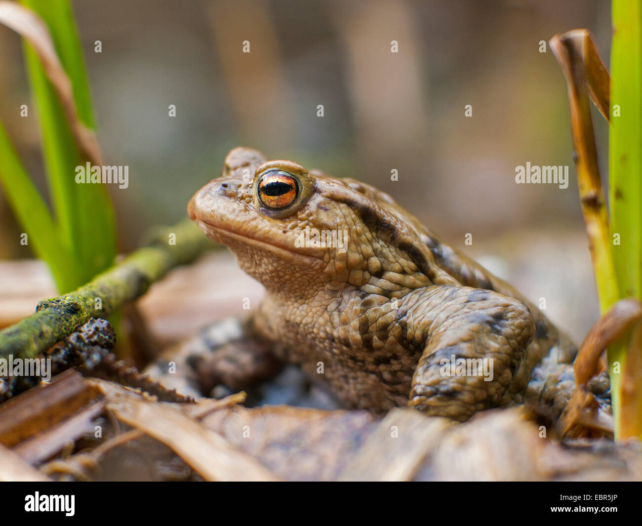 Europeo di rospo comune (Bufo bufo), seduto sul pavimento della foresta, Germania Foto Stock