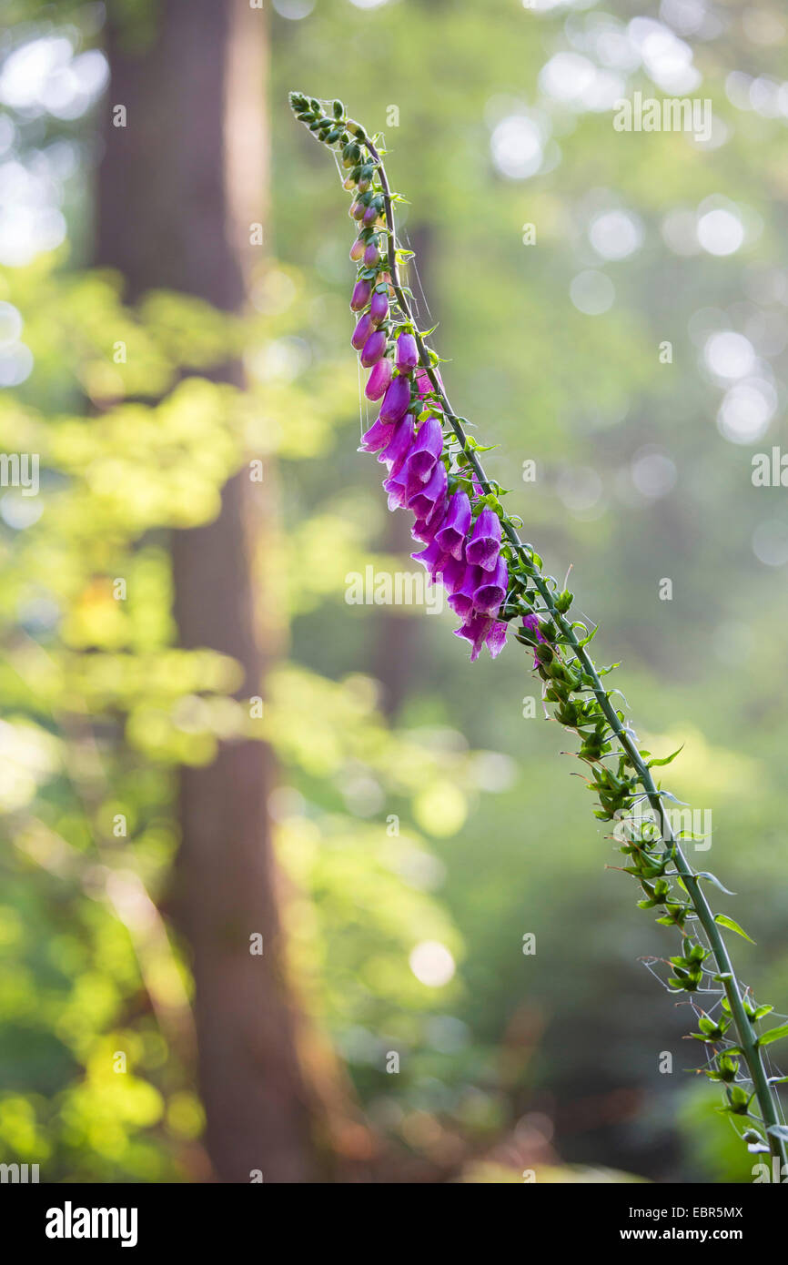 Foxglove comune, viola foxglove (Digitalis purpurea), infiorescenza in una foresta, GERMANIA Baden-Wuerttemberg, Odenwald Foto Stock