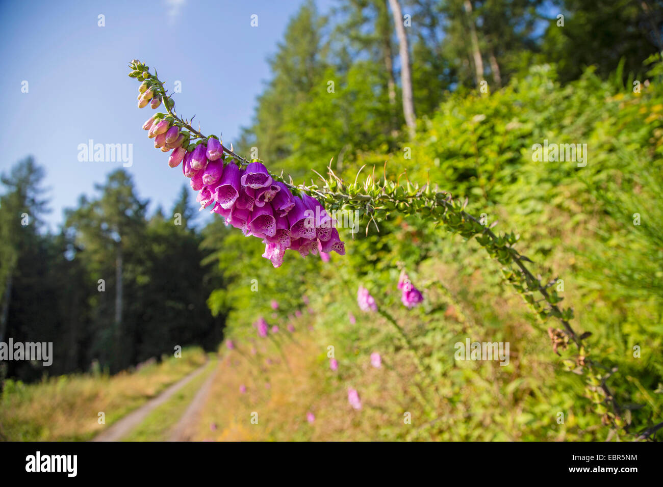 Foxglove comune, viola foxglove (Digitalis purpurea), infiorescenza accanto a un sentiero di bosco, GERMANIA Baden-Wuerttemberg, Odenwald Foto Stock