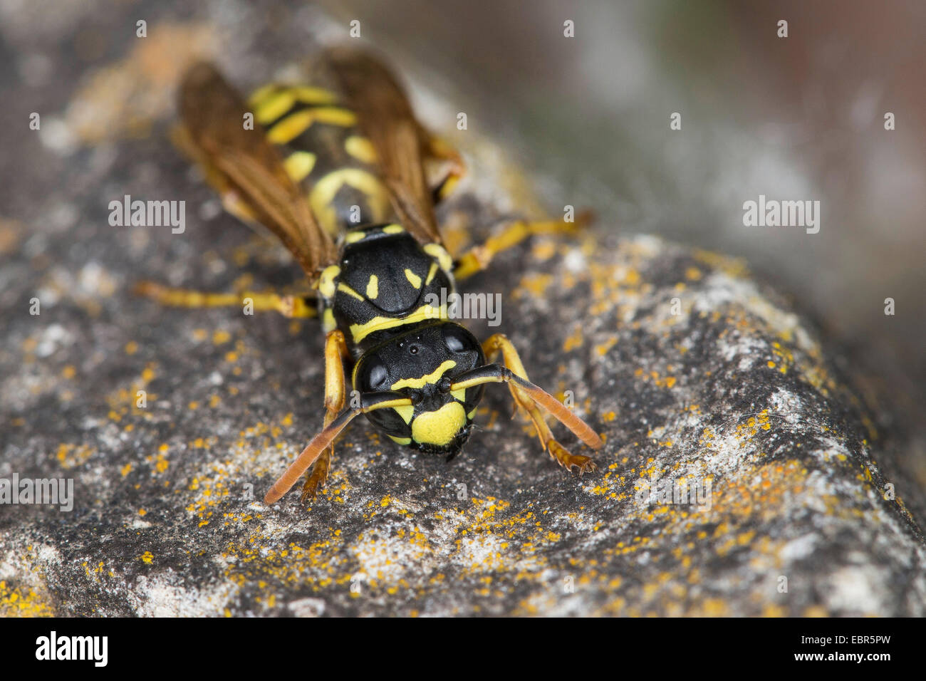 Carta wasp (Polistes gallicus, Polistes dominulus), su una pietra, Germania Foto Stock