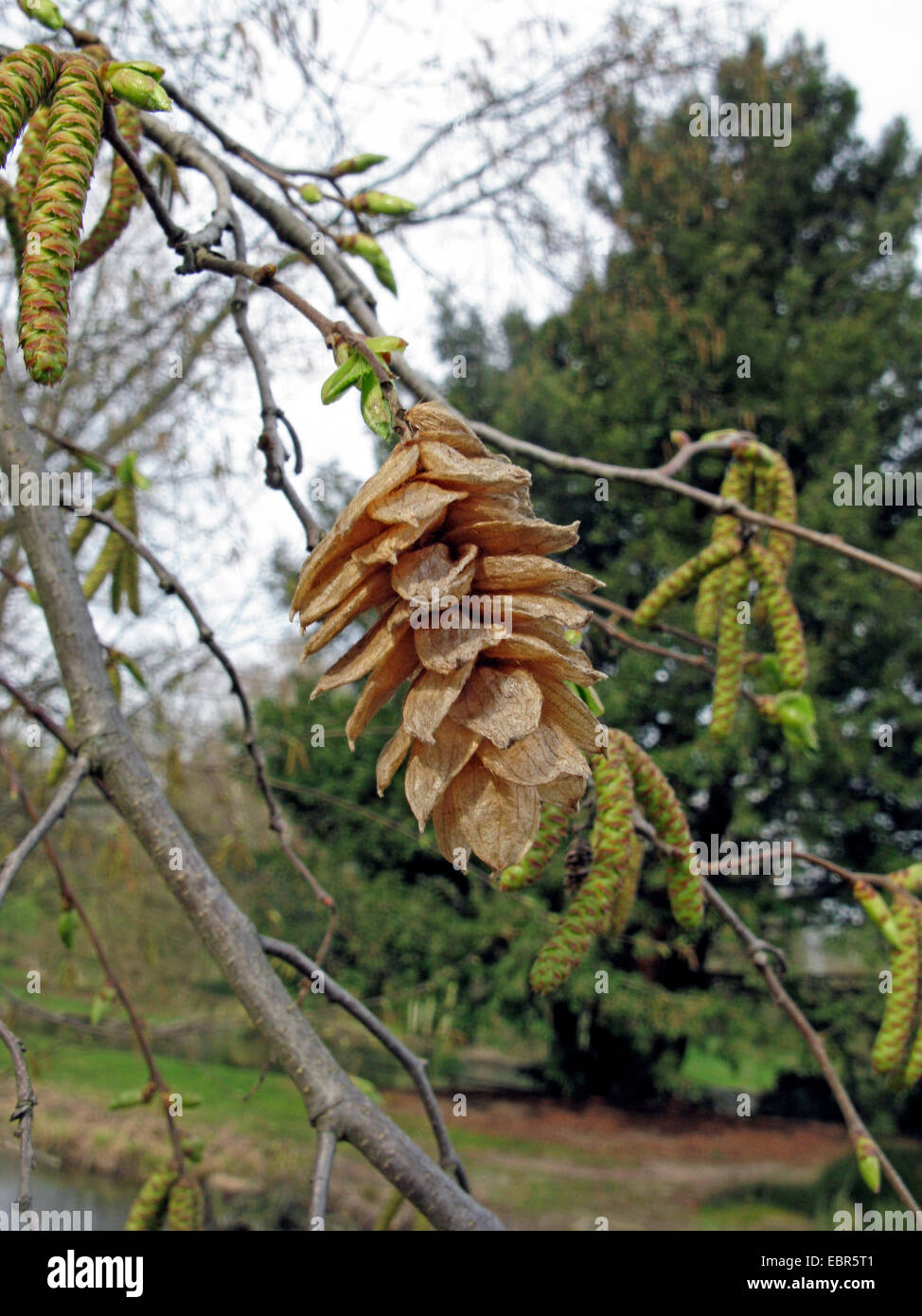 Carpino nero, europeo carpino nero (Ostrya carpinifolia), il ramo con amenti maschili e maturare infiorescenza Foto Stock