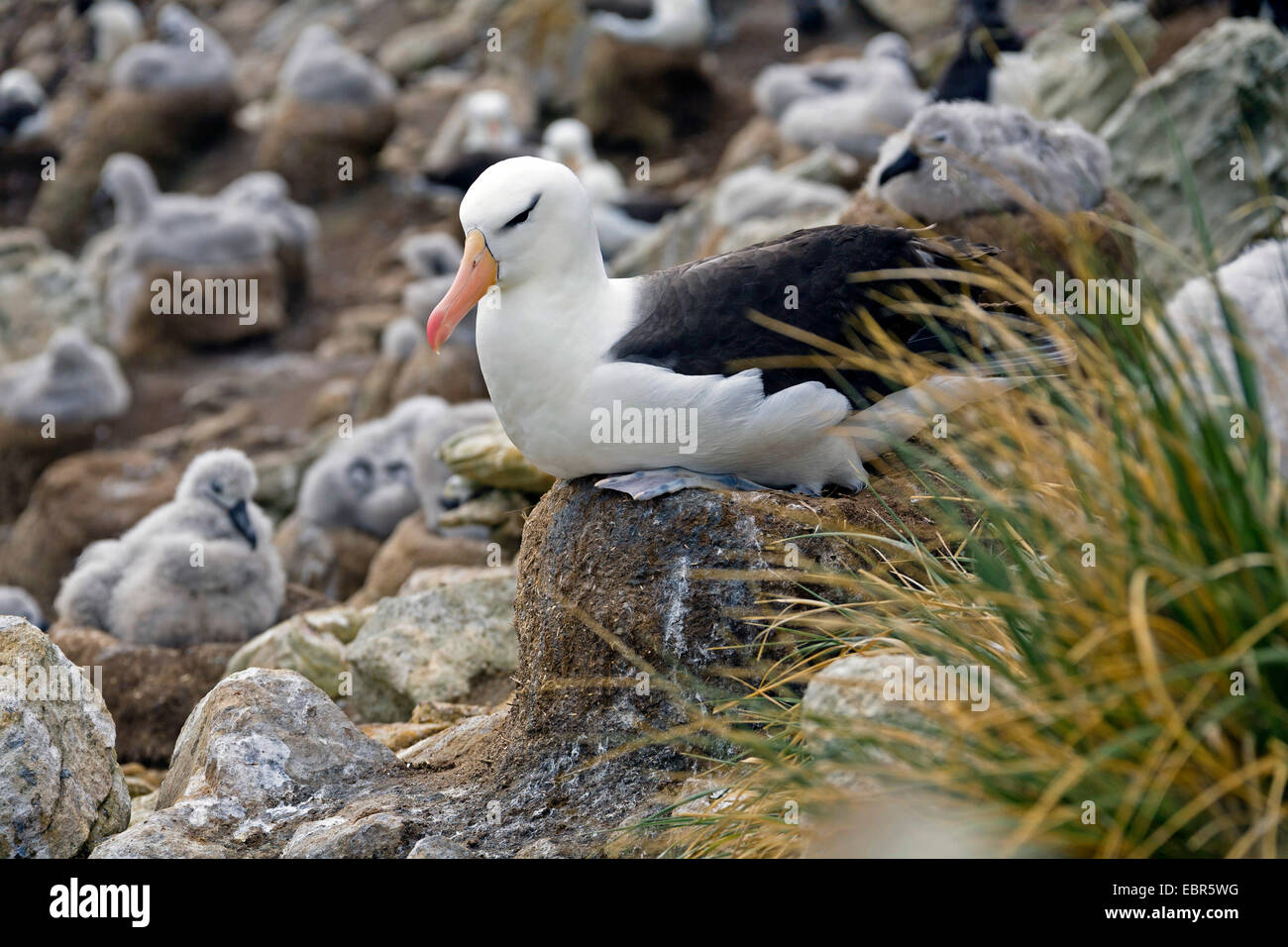 Nero-browed albatross (Thalassarche melanophrys, Diomedea melanophris), allevamento su un nido in una colonia di uccelli con molti squeakers, Isole Falkland Foto Stock