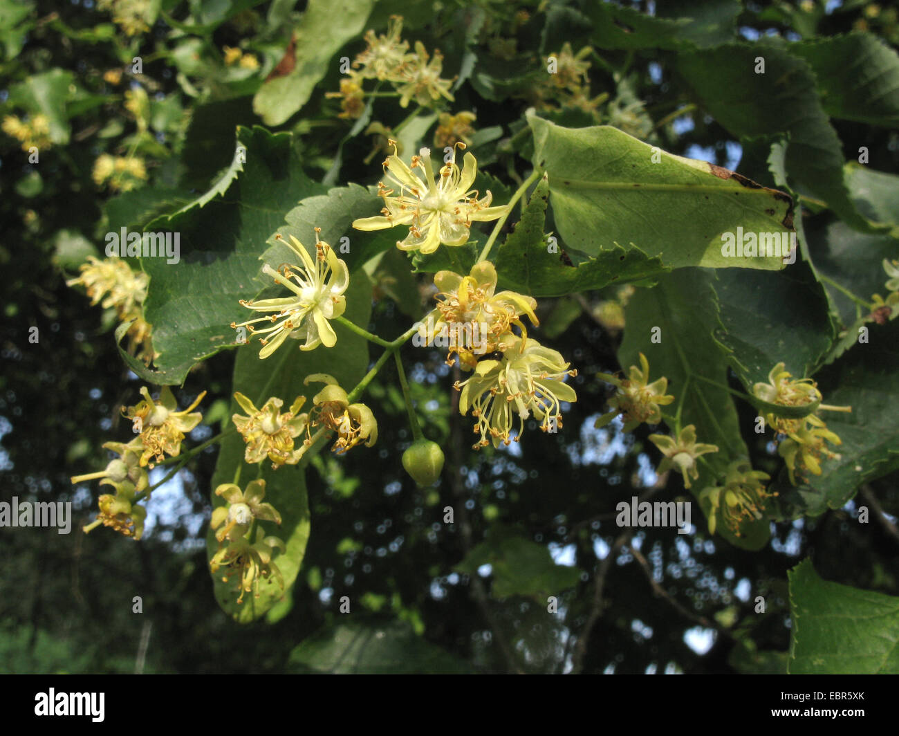 Piccolo-lasciava in calce, littleleaf linden, po-foglia di tiglio (Tilia cordata), filiale di fioritura Foto Stock