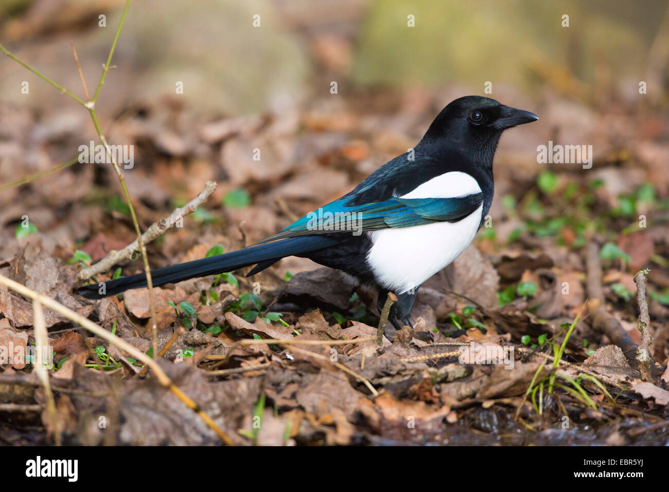 Nero-fatturati gazza (Pica pica), su un terreno con caduta foglie, in Germania, in Baviera, Isental Foto Stock