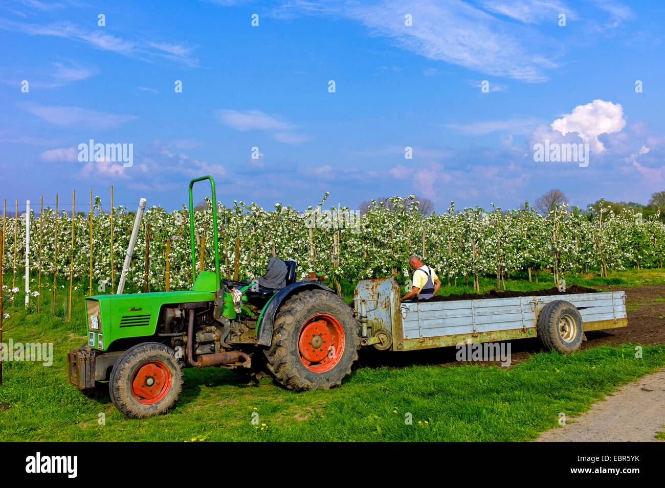 La cura di una piantagione di Apple nell'Altes Land, disperdendo il compost, Germania, Bassa Sassonia, Jork Foto Stock