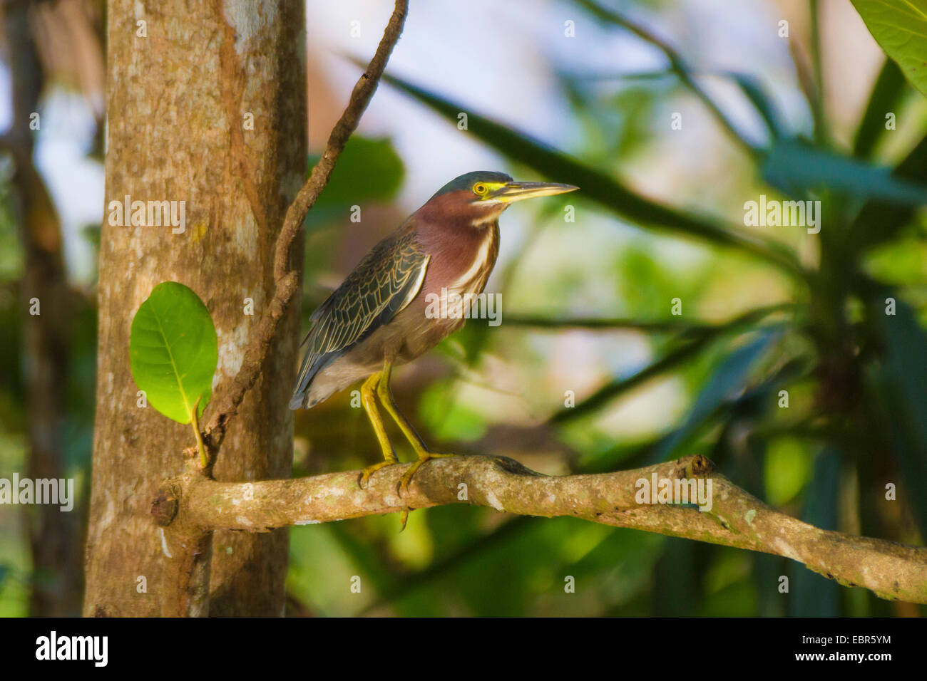 Verde-backed Heron, Verde Backed Heron (Butorides spinosa, seduto su un albero, Costa Rica Foto Stock