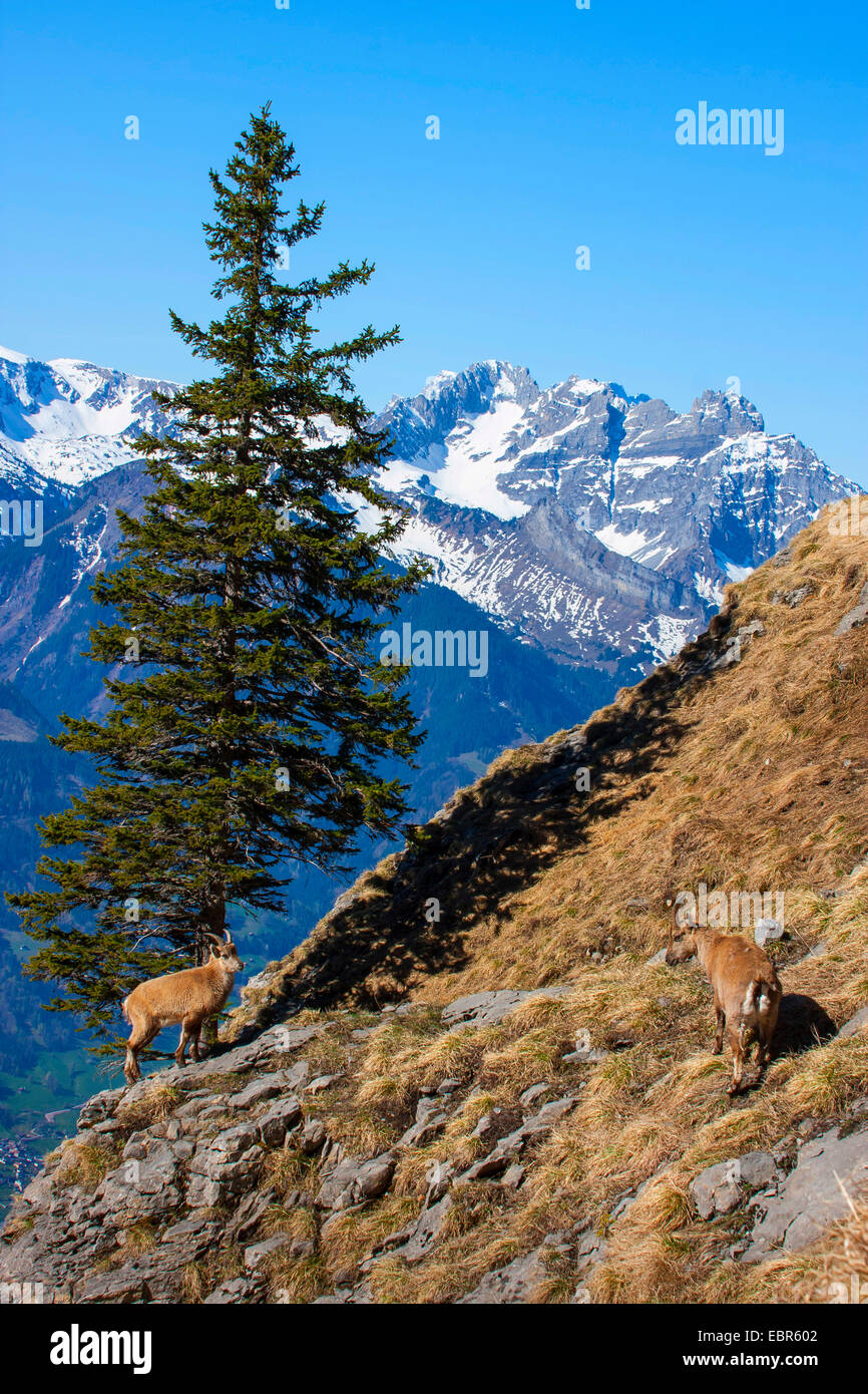 Stambecco delle Alpi (Capra ibex, Capra ibex ibex), due lo stambecco permanente al pendio di montagna nella parte anteriore del paesaggio di montagna, Svizzera, Toggenburgo, Churfirsten Foto Stock