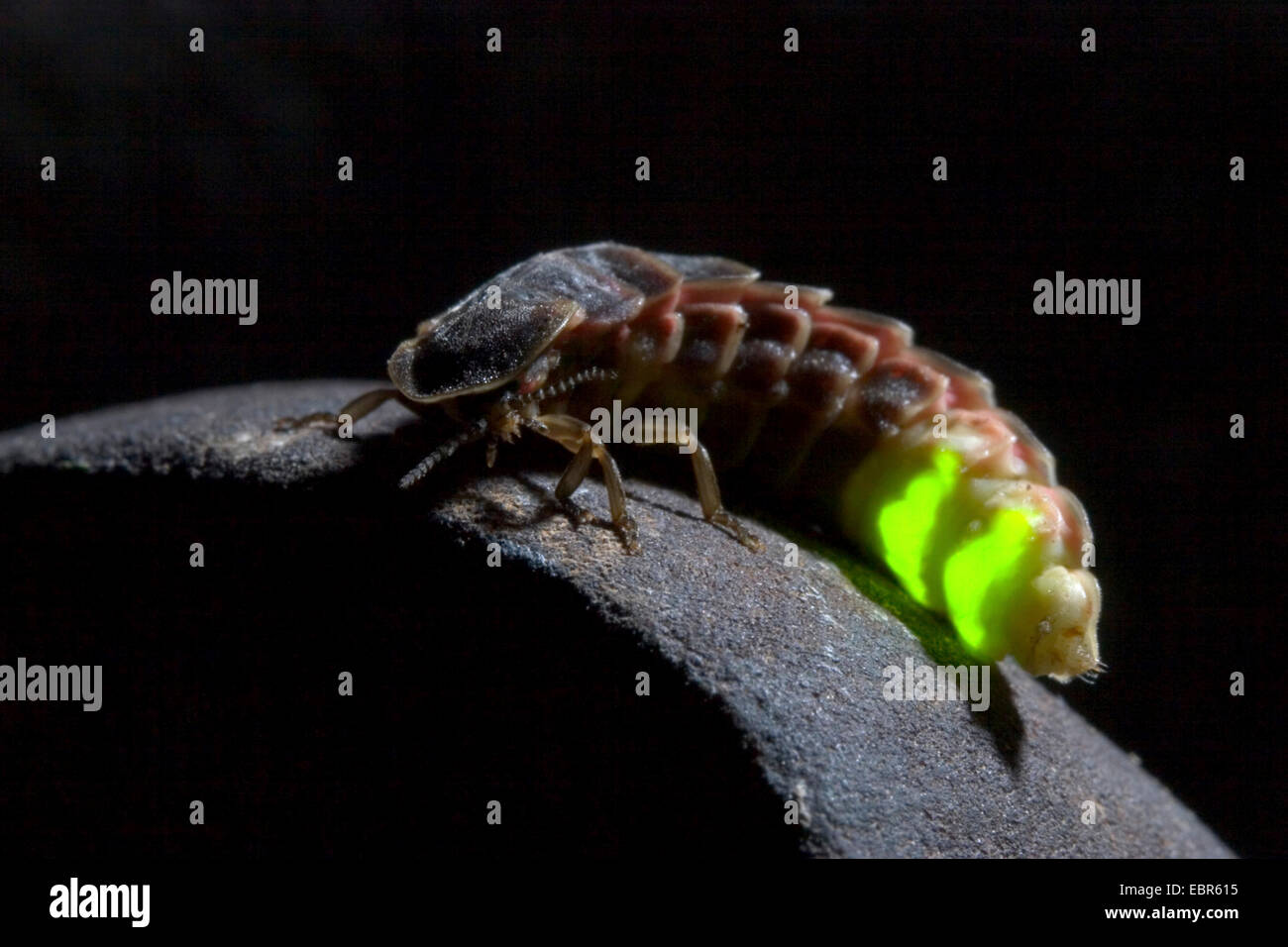 Delle lucciole, glow worm, grande Europeo glow worm beetle (Lampyris noctiluca), mostra la bioluminescenza, Germania, Europa, Germania Foto Stock