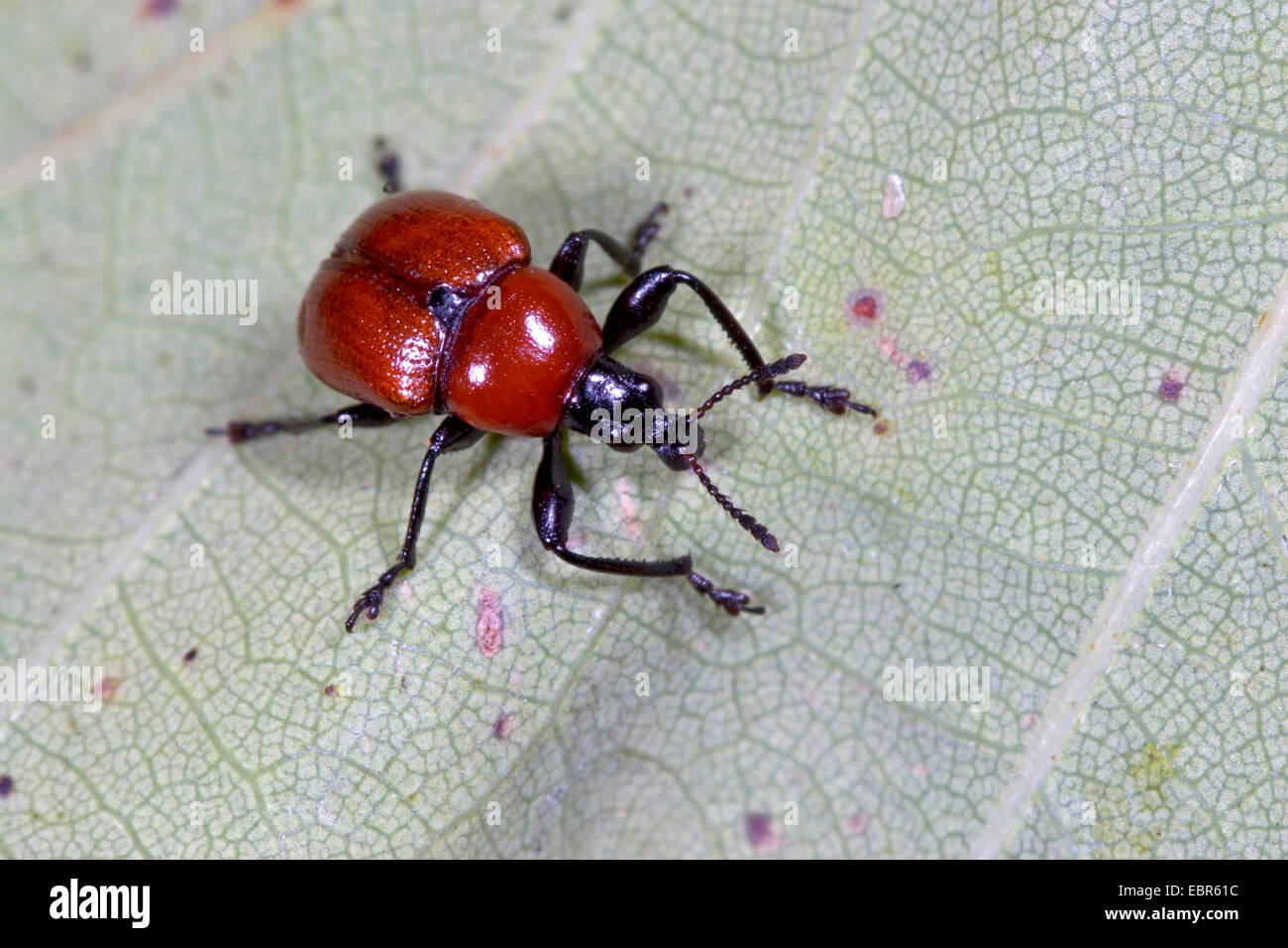 Foglie di quercia rullo, quercia rossa rullo (Attelabus nitens), depone le uova su una foglia, Germania Foto Stock