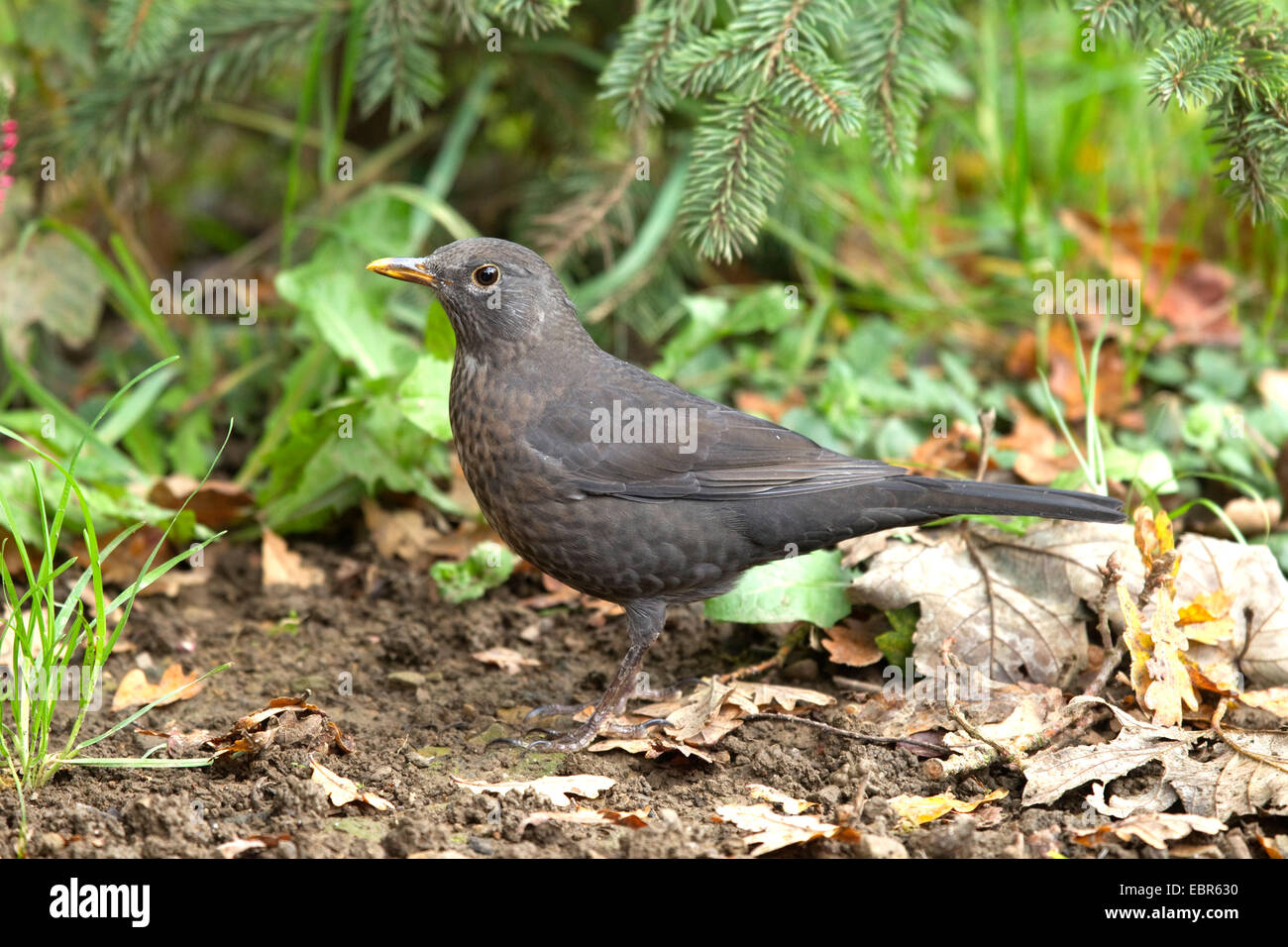 Merlo (Turdus merula), femmina blackbird sul suolo della foresta in autunno, in Germania, in Renania settentrionale-Vestfalia Foto Stock
