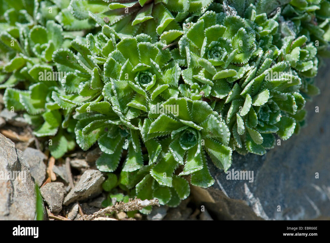 Montagna bianca-sassifraga (Saxifraga paniculata), foglia di rosette, Germania Foto Stock