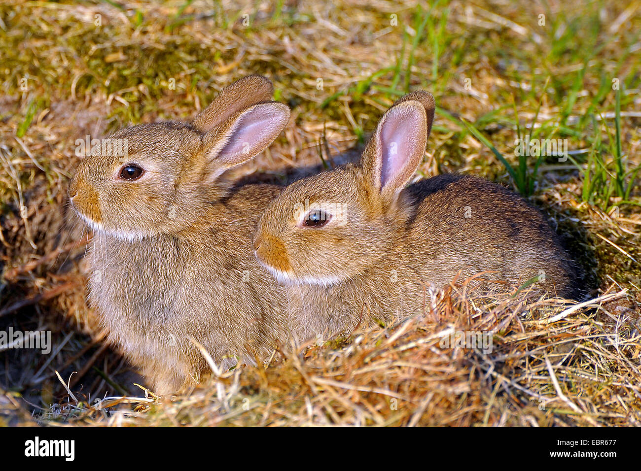 Coniglio europeo (oryctolagus cuniculus), due conigli giovani, Germania, Juist Foto Stock