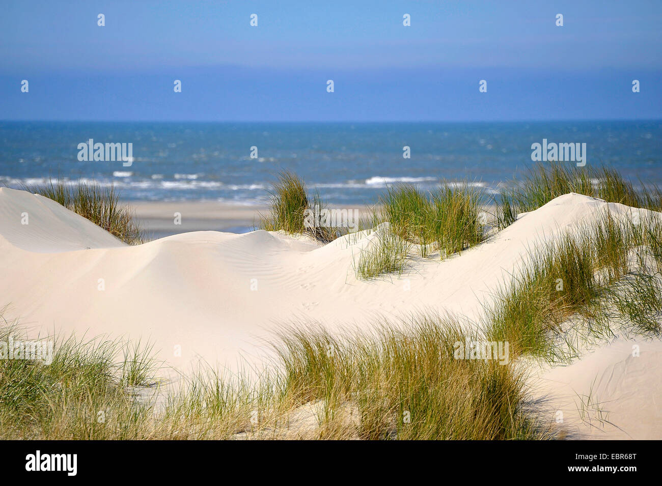 Le dune a Langeoog, Germania, Bassa Sassonia, Langeoog Foto Stock