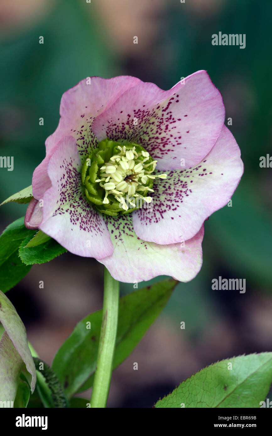 Schneerose (Helleborus orientalis-ibrido), fioritura Foto Stock