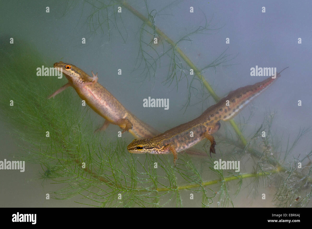 Palmate newt (Triturus helveticus, Lissotriton helveticus), maschio e femmina, Germania Foto Stock