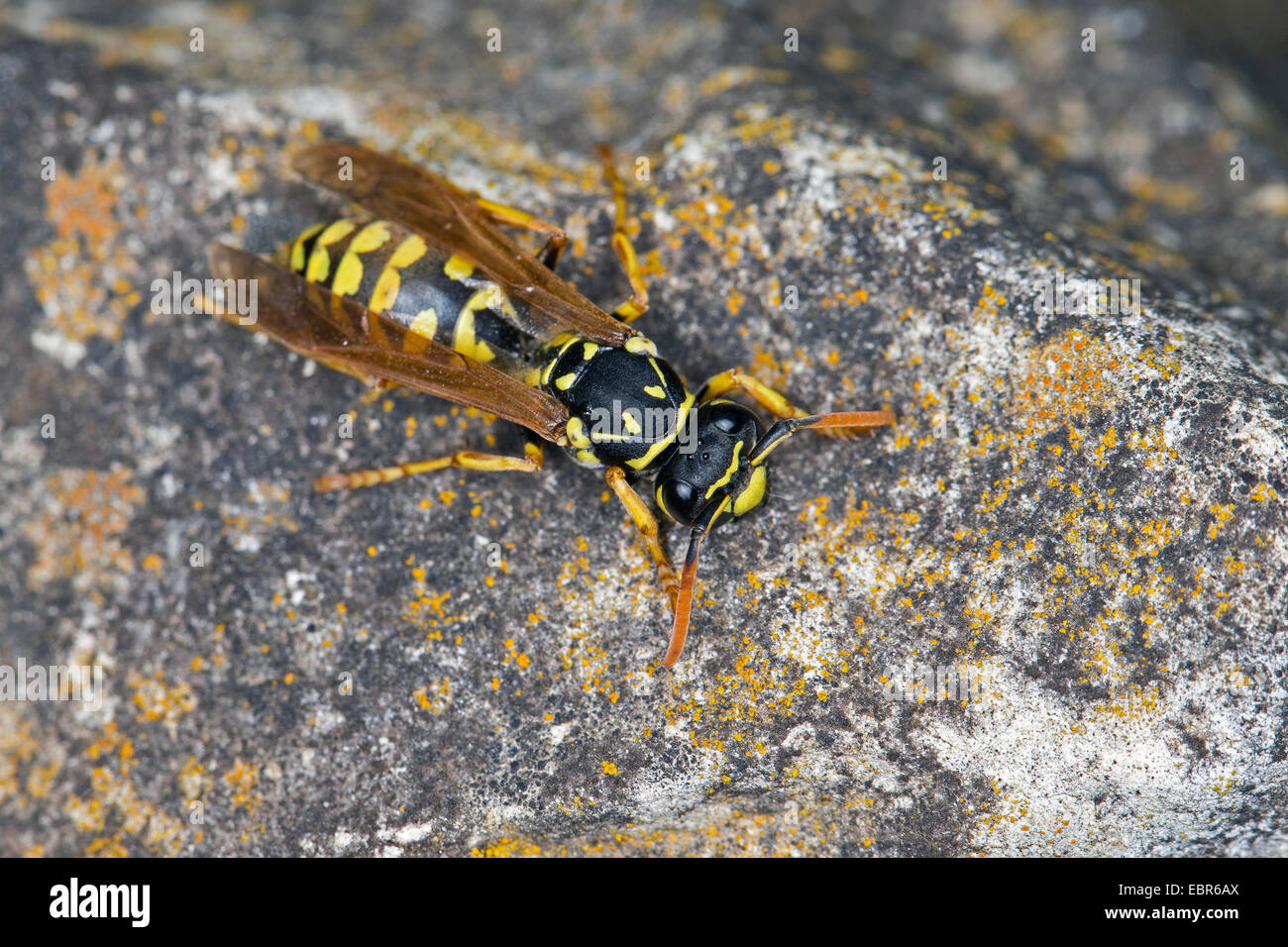 Carta wasp (Polistes gallicus, Polistes dominulus), su una pietra, Germania Foto Stock