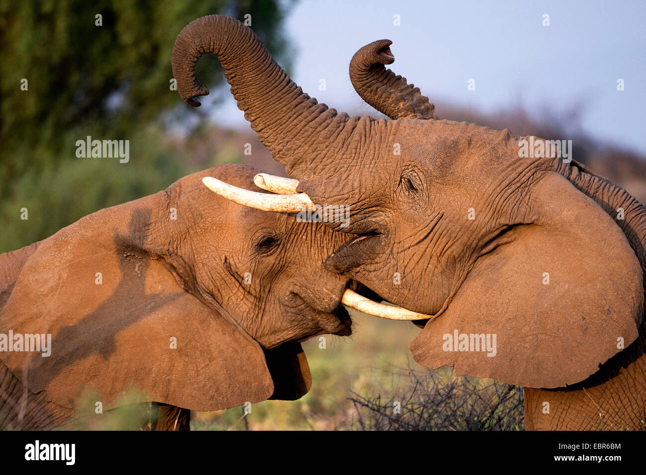 Elefante africano (Loxodonta africana), due giovani elefanti combattimenti, Kenya, Samburu Riserva nazionale Foto Stock