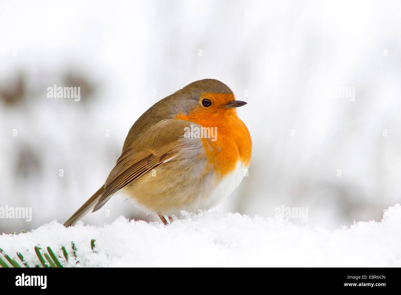 Unione robin (Erithacus rubecula), arruffare robin in neve, Germania Foto Stock