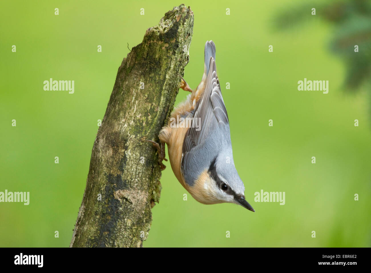Eurasian picchio muratore (Sitta europaea), seduta a capofitto in un post, in Germania, in Renania settentrionale-Vestfalia Foto Stock