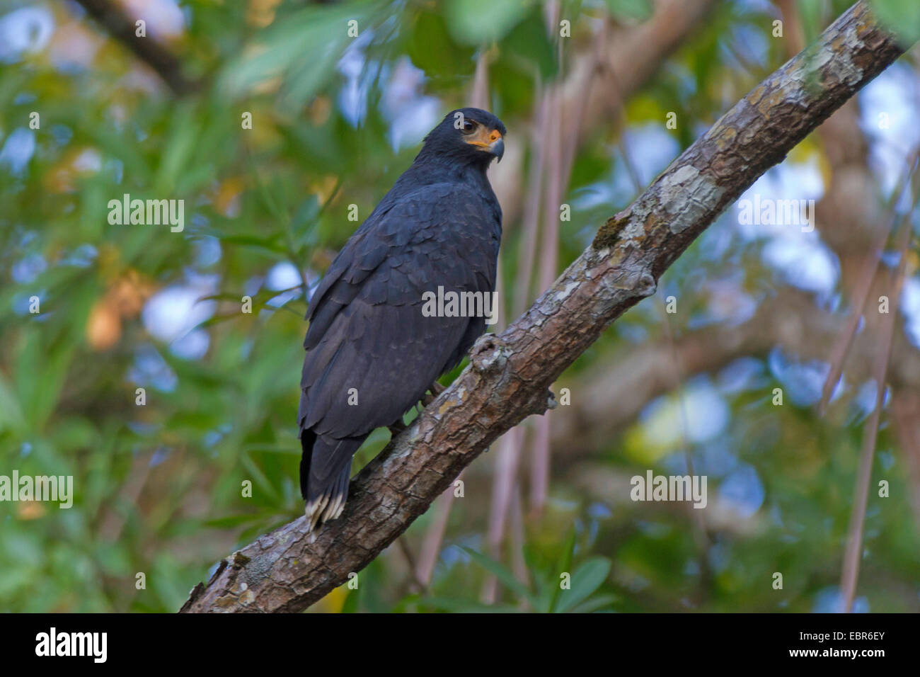 Mangrove Black Hawk (Buteogallus anthracinus subtili), seduto su un ramo di un albero, Costa Rica, Rio Tarcoles Foto Stock