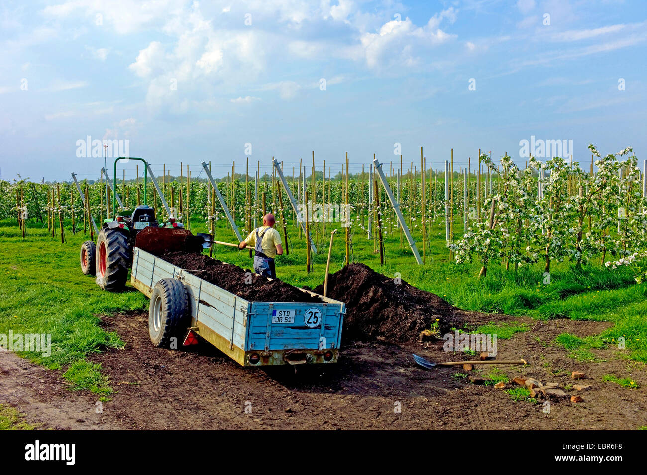 La cura di una piantagione di Apple nell'Altes Land, disperdendo il compost, Germania, Bassa Sassonia, Jork Foto Stock