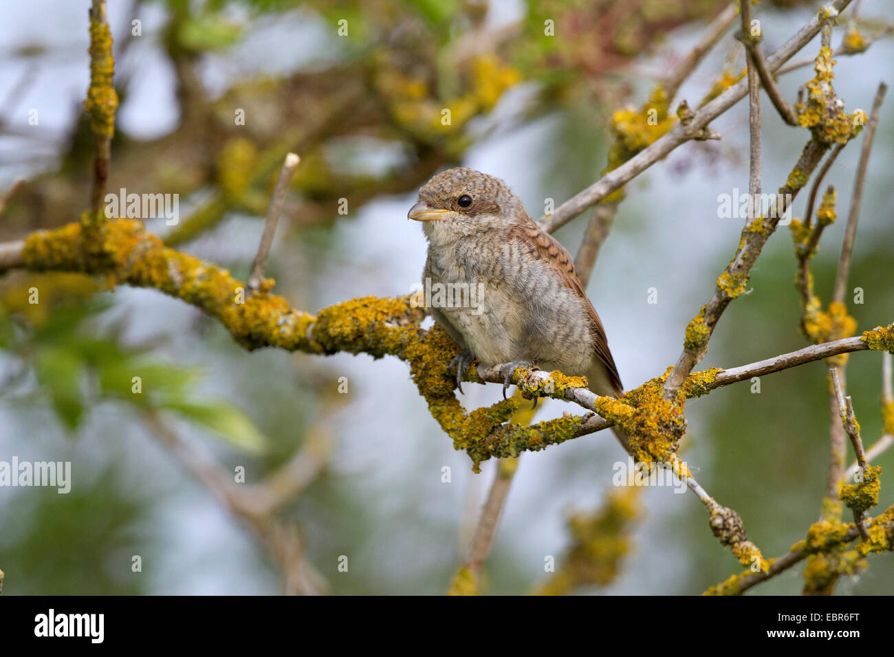 Red-backed shrike (Lanius collurio), capretti su un ramo, Germania Foto Stock