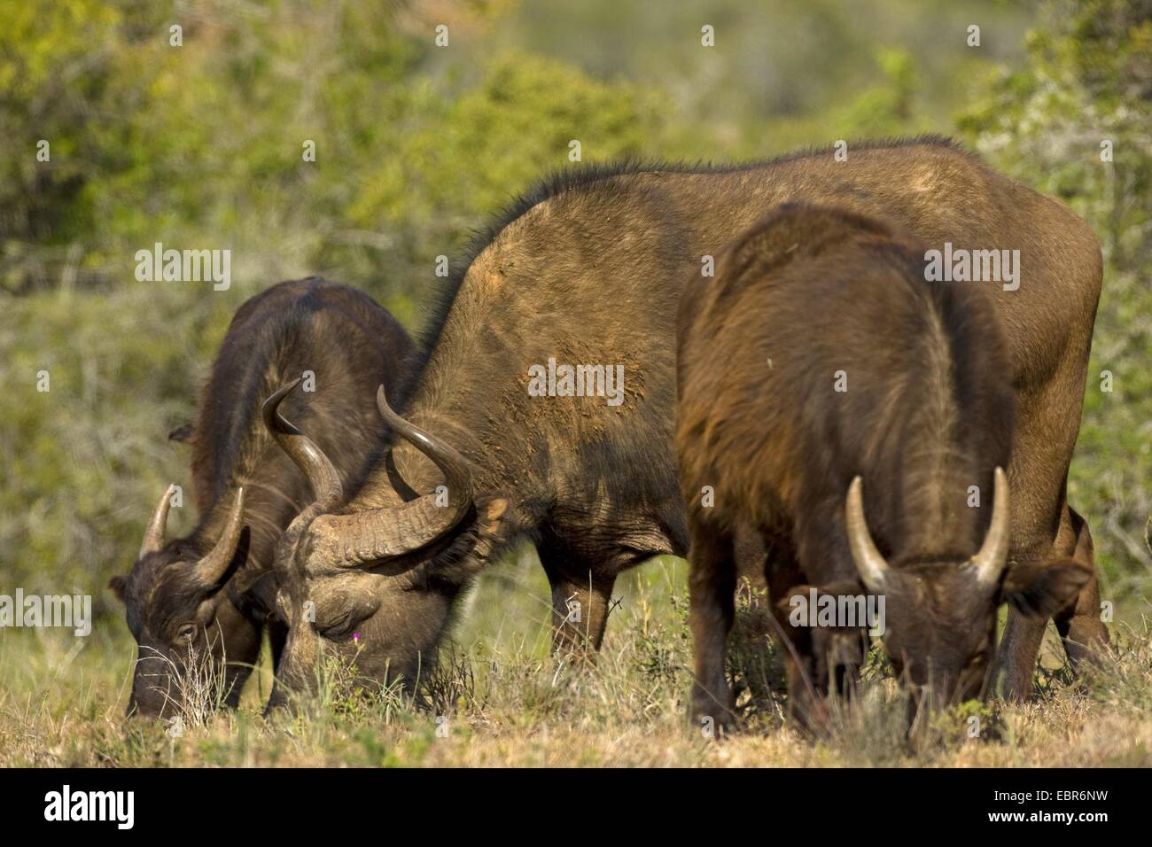 African buffalo (Syncerus caffer), gruppo pascolo, Sud Africa, Eastern Cape, Addo Elephant National Park Foto Stock