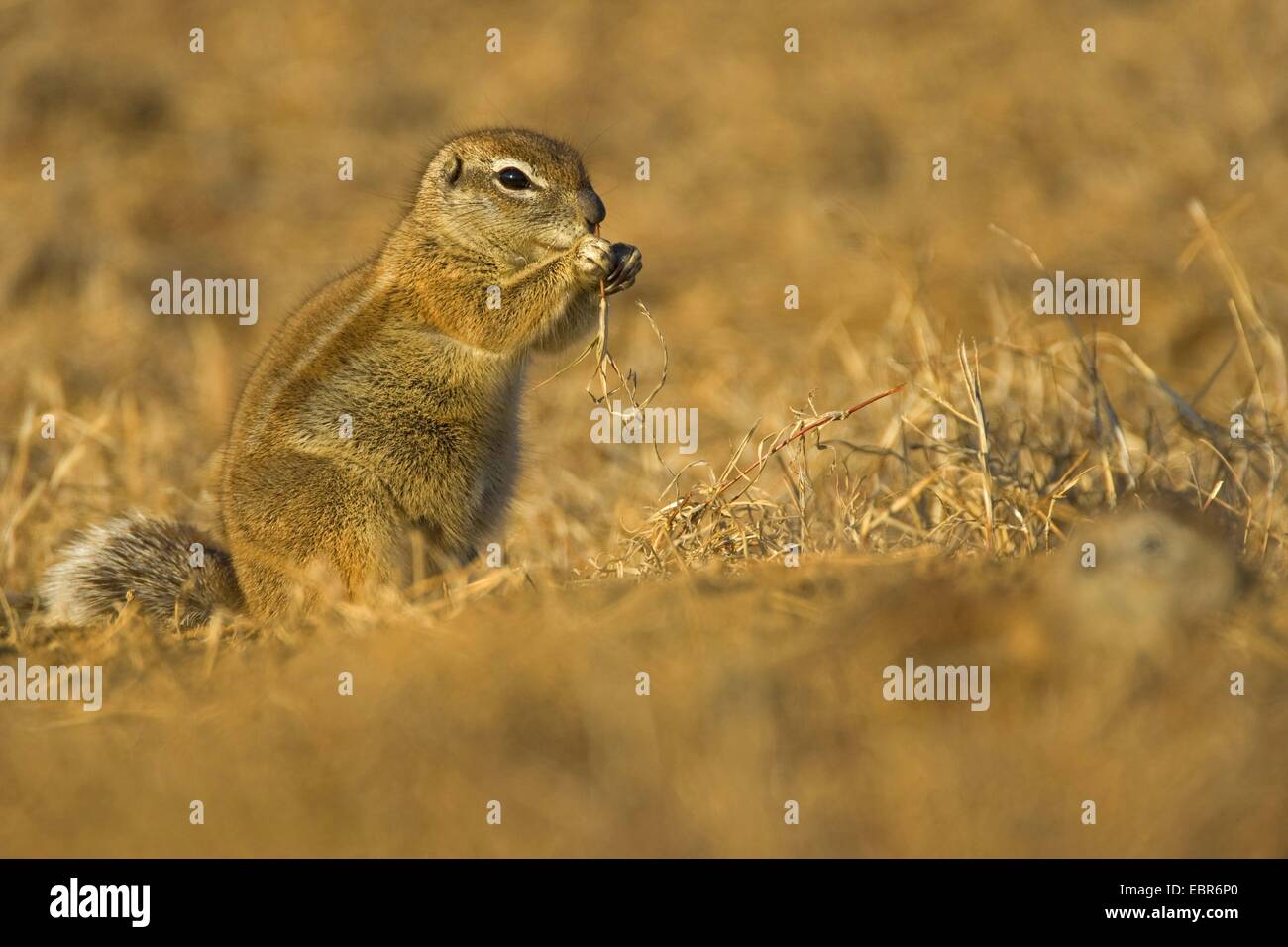 Sudafricano scoiattolo di terra, terra del capo scoiattolo (Geosciurus inauris, Xerus inauris), alimentazione, Sud Africa, Eastern Cape, Mountain Zebra National Park Foto Stock