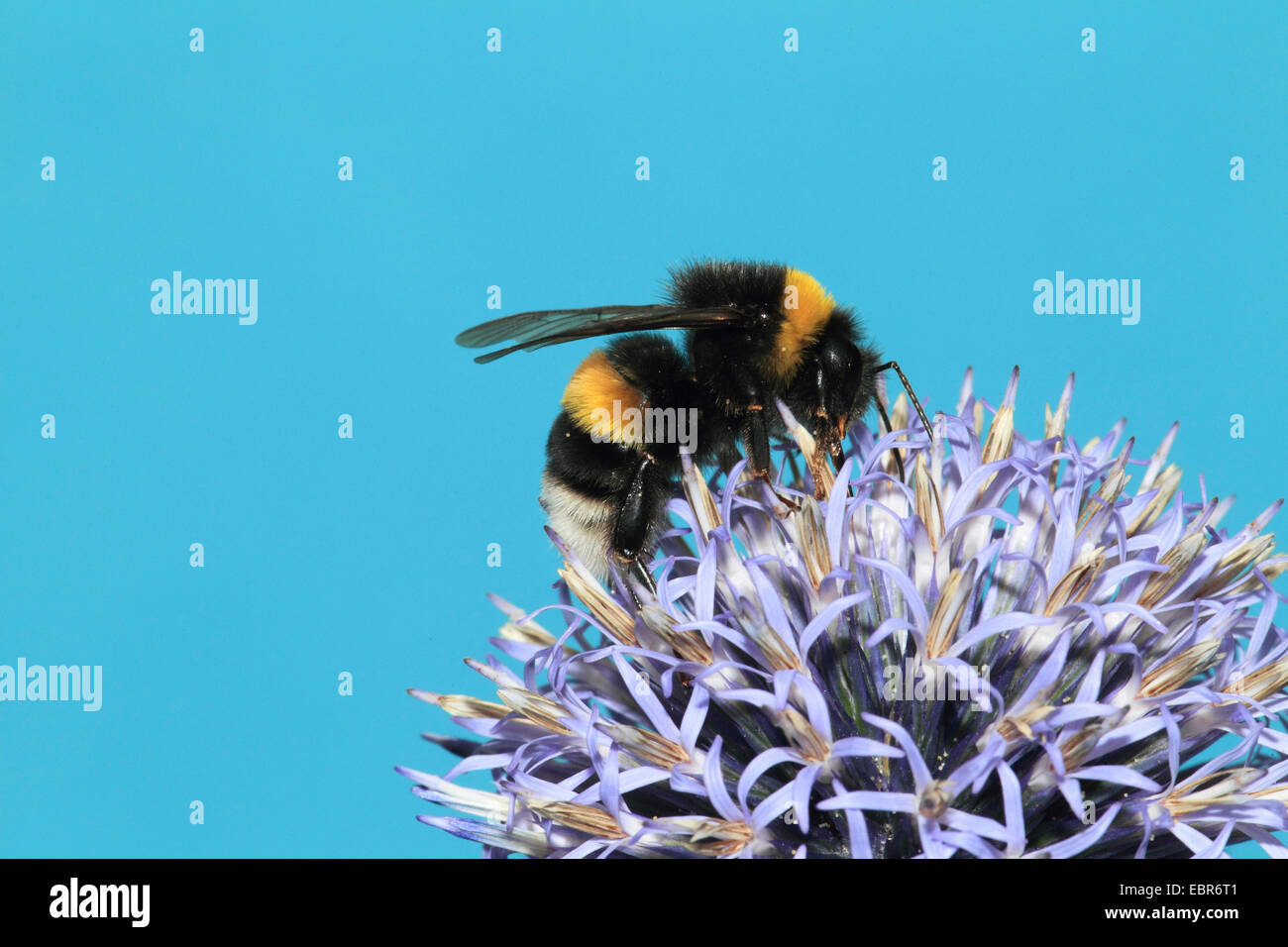 Grande globethistle, grande globo-thistle, giant globe thistle (Echinops sphaerocephalus), infiorescenza con Bumble Bee, Germania Foto Stock