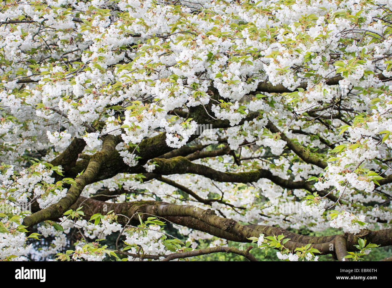 Ciliegio (Prunus spec), fiori di ciliegio, Germania Foto Stock