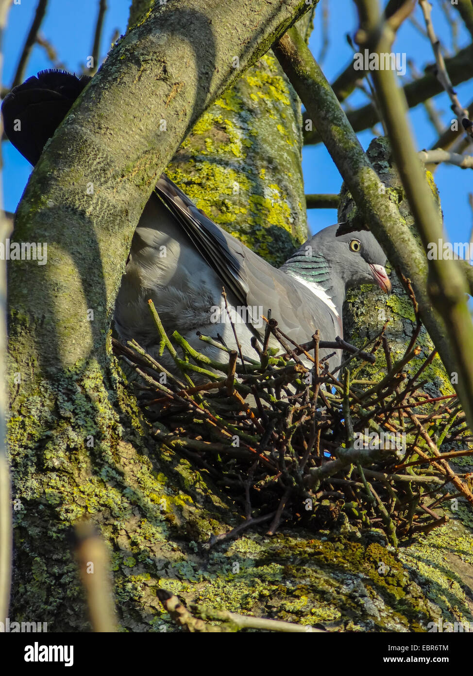 Il Colombaccio ( Columba palumbus), nel suo nido su un albero, Germania, Bassa Sassonia, Spiekeroog Foto Stock