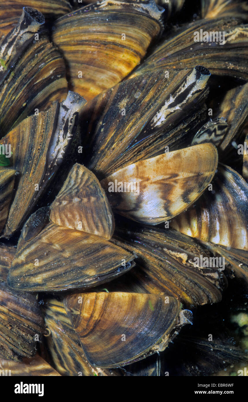 Zebra mussel molti-sagomato, dreissena cozza d'acqua dolce (Dreissena polymorpha), gruppo, Germania Foto Stock