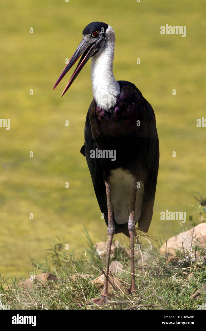 Lanosi colli (Stork Ciconia episcopus), guardando in giro per la preda, India, Ranthambhore Foto Stock