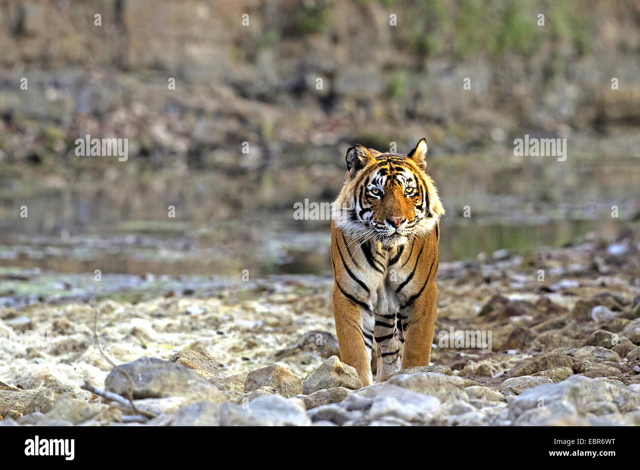 Tigre del Bengala (Panthera tigris tigris), maschio a guardare, India, Ranthambhore Foto Stock