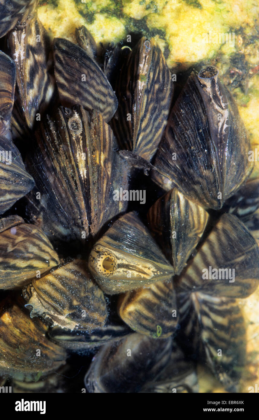 Zebra mussel molti-sagomato, dreissena cozza d'acqua dolce (Dreissena polymorpha), gruppo su una pietra, Germania Foto Stock