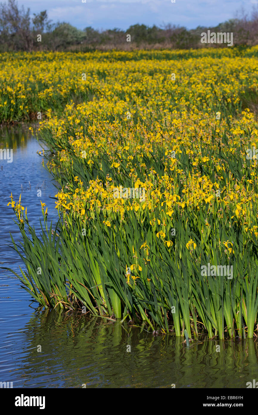 Iris gialla, bandiera gialla (Iris pseudacorus), fioritura in un lago, Germania Foto Stock