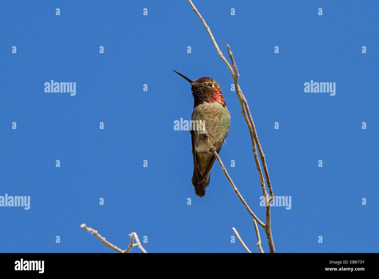 Anna (hummingbird Calypte anna), maschio su lookout, STATI UNITI D'AMERICA, Arizona, Phoenix Foto Stock
