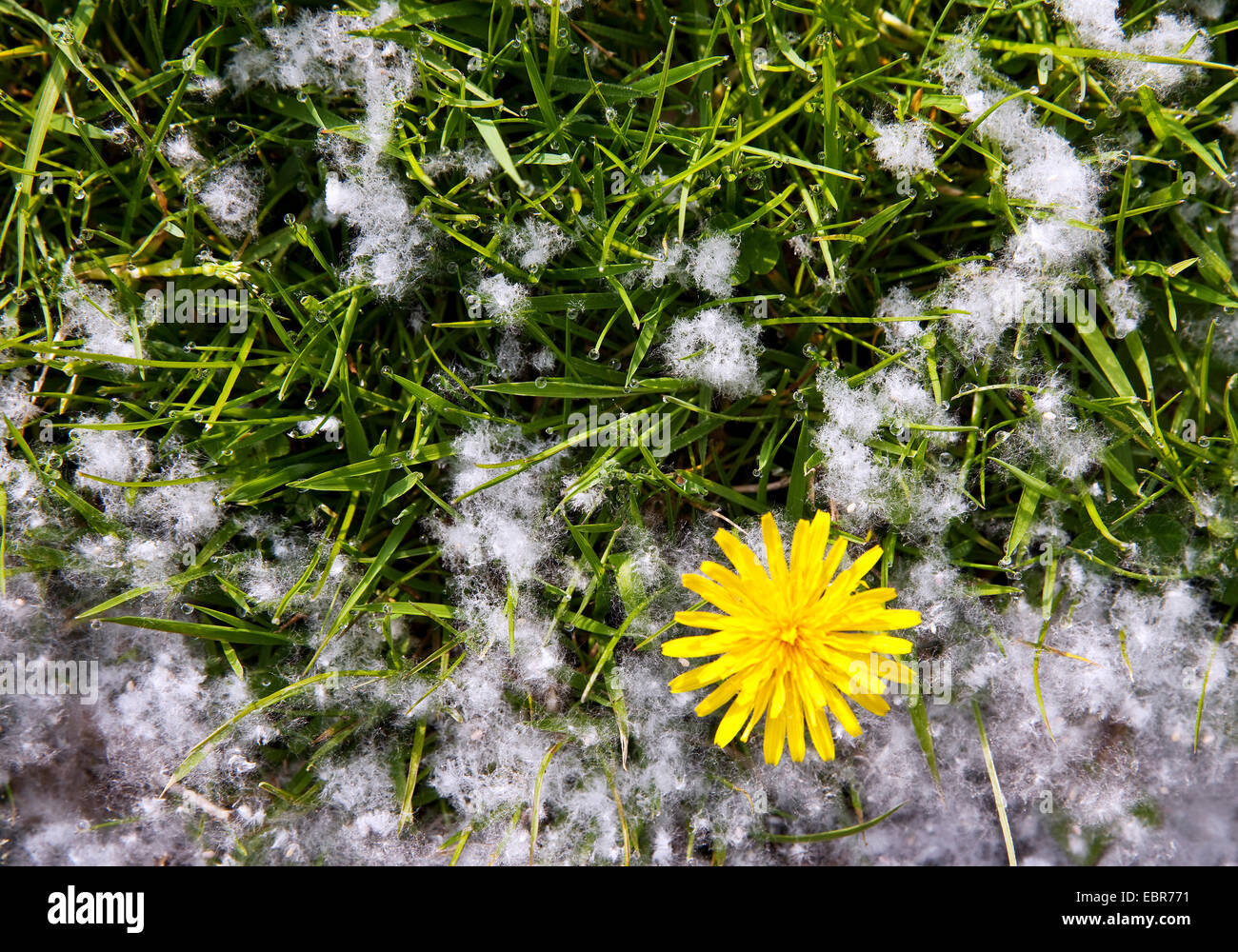 Aspen, Pioppo (Populus spec.), i semi in un prato con tarassaco, in Germania, in Renania settentrionale-Vestfalia Foto Stock