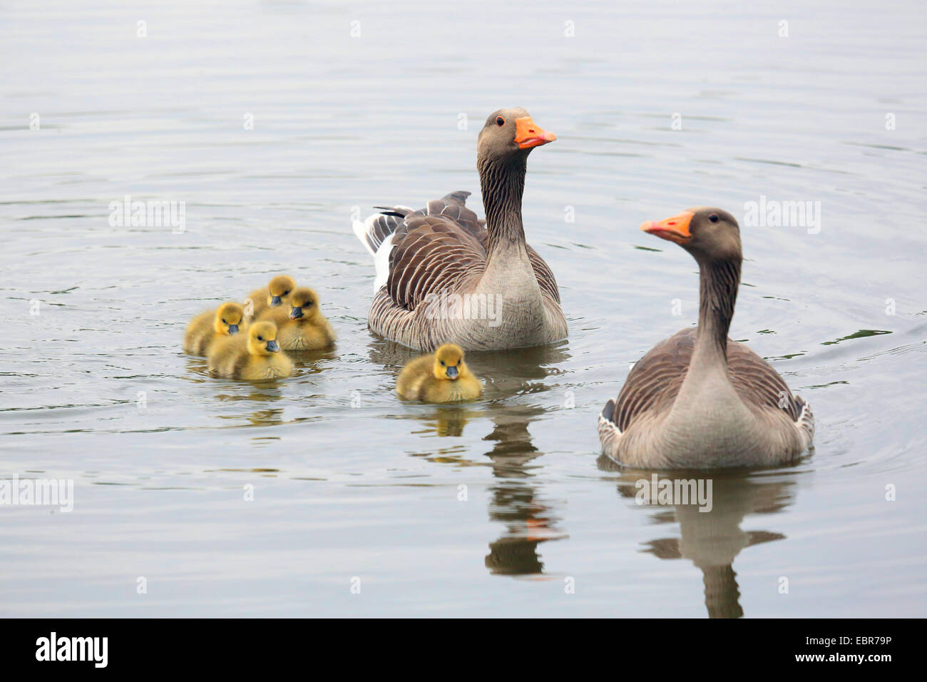 Graylag goose (Anser anser), genitori di nuoto con i loro pulcini, Germania Foto Stock