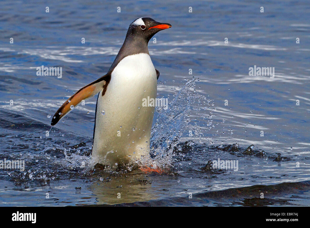 Pinguino gentoo (Pygoscelis papua), lasciando il mare, l'Antartide, Isole Falkland, sirene Isola Foto Stock