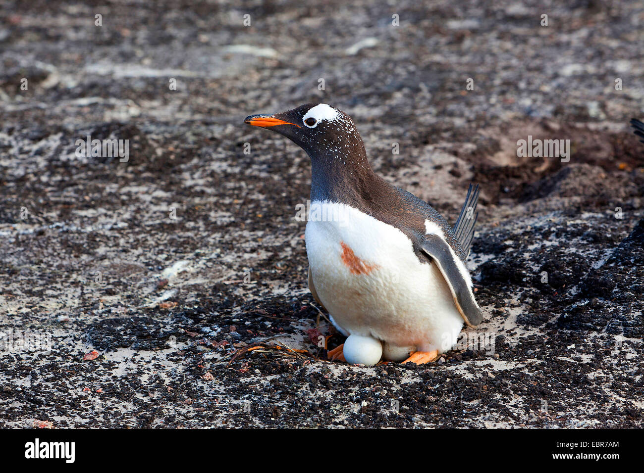 Pinguino gentoo (Pygoscelis papua), allevamento, Antartide, Isole Falkland, sirene Isola Foto Stock