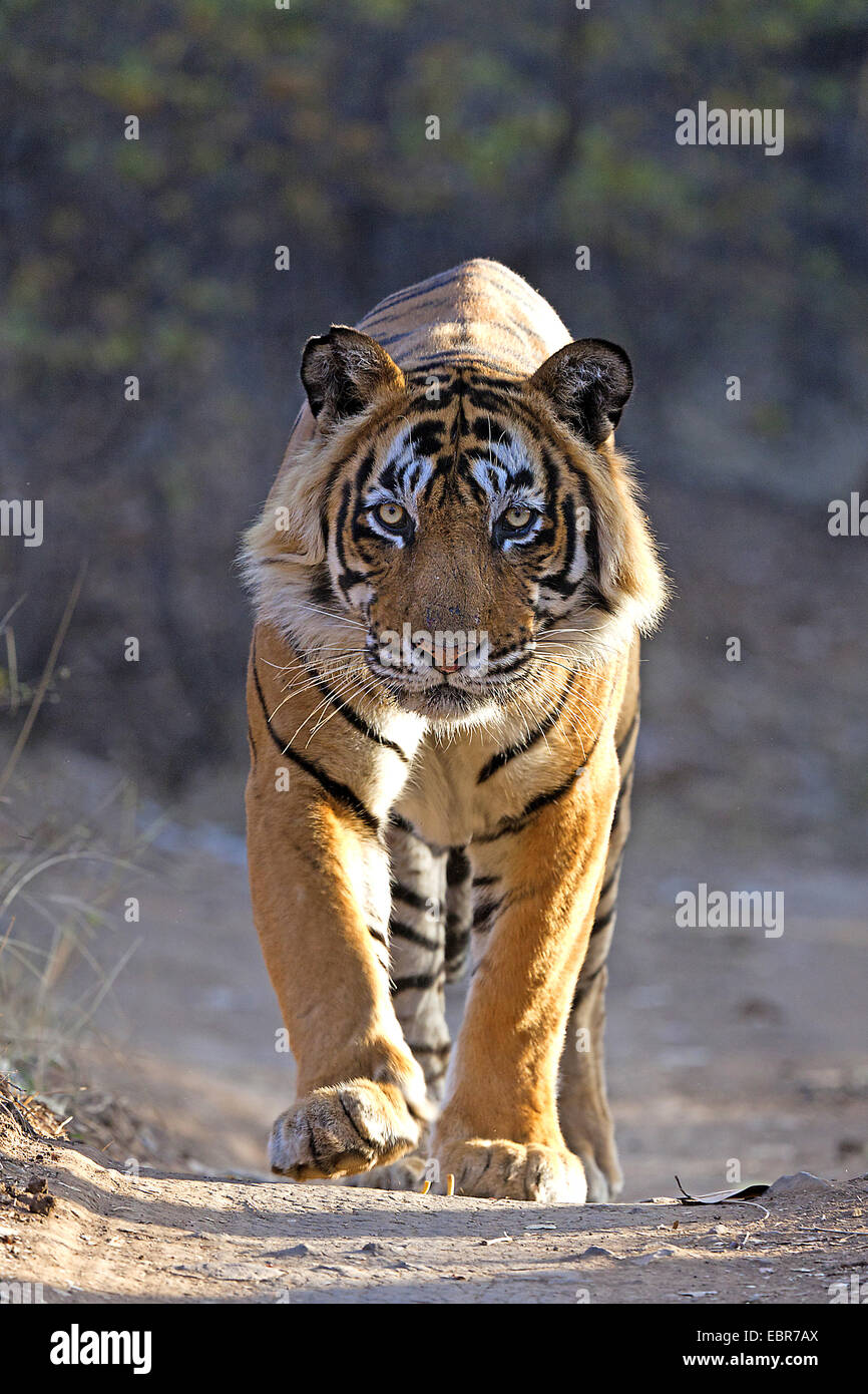 Tigre del Bengala (Panthera tigris tigris), maschio a piedi, India, Ranthambhore Foto Stock