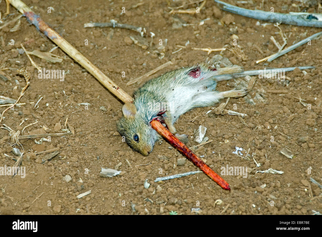 Preda infilzata su un bastone di legno degli Hadzabe, Tanzania Foto Stock